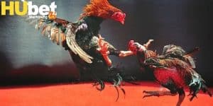 da-ga-thomo-truc-tiep-tai-hubet