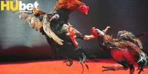 Hướng dẫn đặt cược đá gà online tại nhà cái cho người chơi